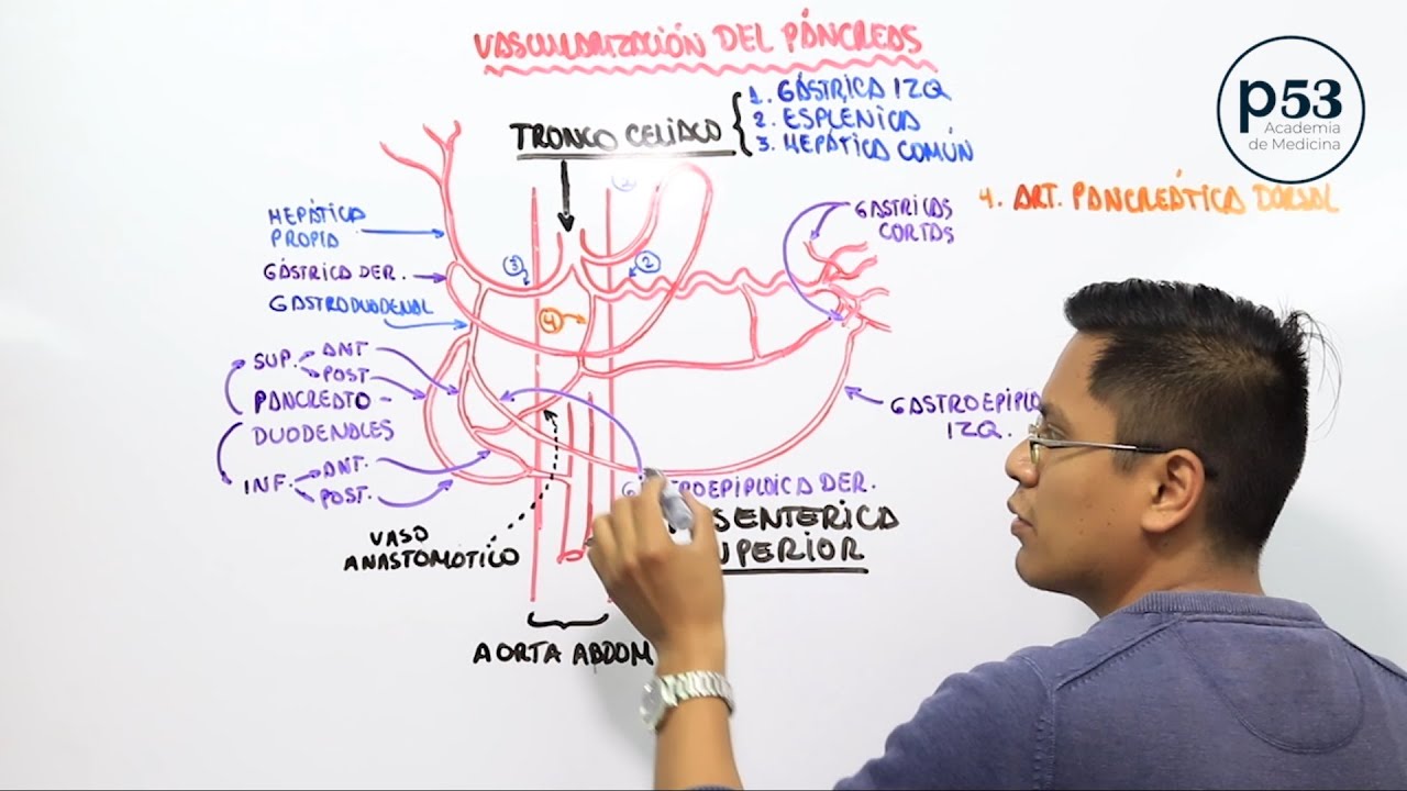 VASCULARIZACIÓN DEL PÁNCREAS