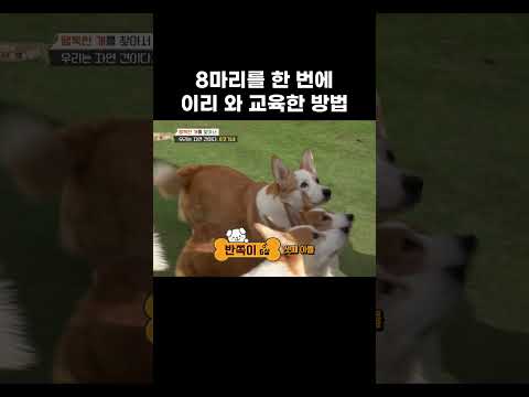 8마리를 한 번에 이리 와 교육한 방법 #왜그러냥귀엽개 #shorts