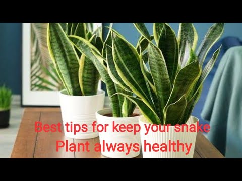 Best tips for keep your snake plant healthy /  grow and care of snake plant in summer /snake plant