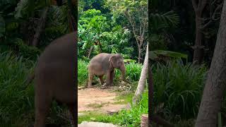 【Thai Animalsパンガン島】Koh -phangan🇹🇭♯shorts