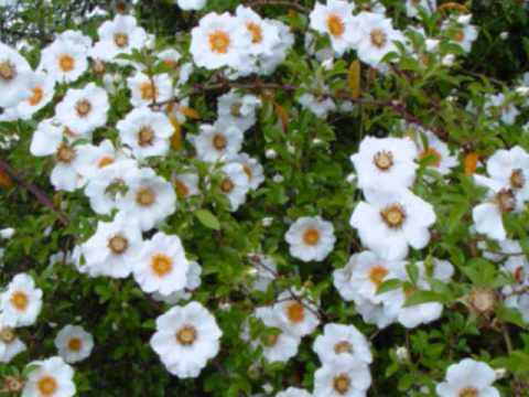 La Valse de Cherokee ( Cherokee Waltz ) By: Ronald Fruge