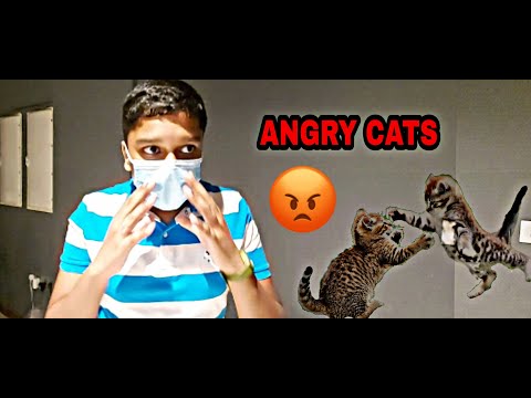 CAT LOUNGE JEDDAH REVIEW| PDM NASEEM| ENJOYING WITH CATS