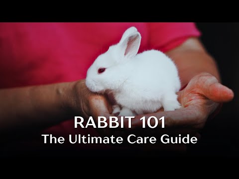 Rabbit 101 - The Ultimate Care Guide - Everything you need to know