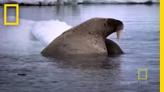 Walrus Mom and Baby Cuddle