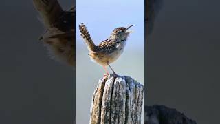 Download lagu BURUNG WREN RUMPUT( Cistophorus Platensis ) mp3