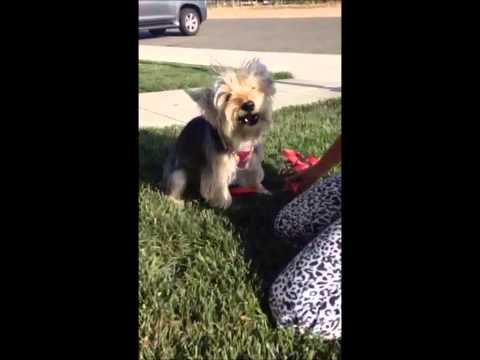 Daisy the Wonder Yorkie