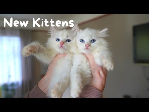 Ragdoll Kittens and their First Day Home | The Cat Butler