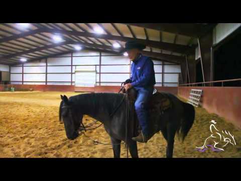 When to Start Working on a Cow - Teddy Johnson