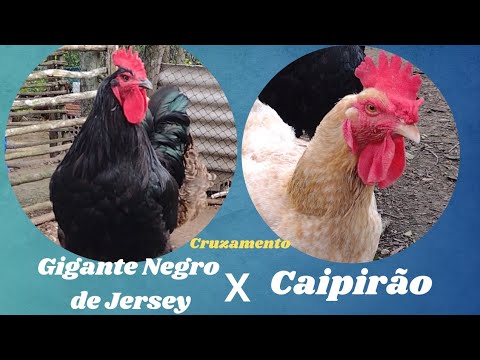 Cruzamento Gigante Negro de Jersey X Caipirão
