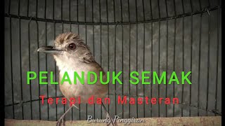 Download lagu Terapi dan masteran pelanduk semak dengan kombinasi suara air dan alam mp3 Download lagu Terapi dan masteran pelanduk semak dengan kombinasi suara air dan alam mp3