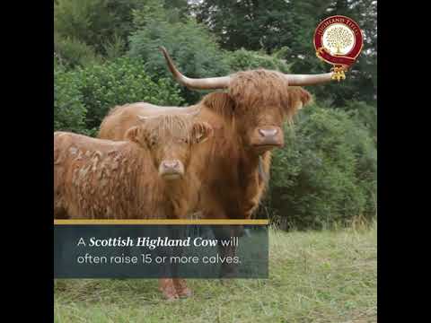 , title : '8 Fun Facts About Scotlands Legen-dairy beasts - Highland Cows'