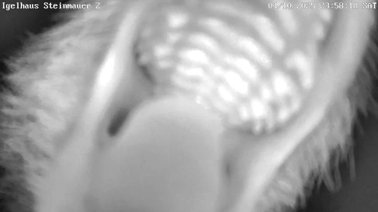 Igel testet Kamera auf Fressbarkeit | 05.10.2025