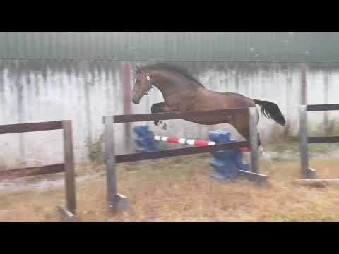 3 year old filly - Image 2