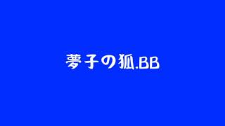 夢子の狐 BB