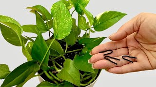 Grow Your POTHOS 3x FASTER with This Simple Trick!
