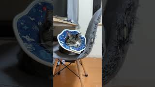 爪研ぎ（椅子）で寝る猫