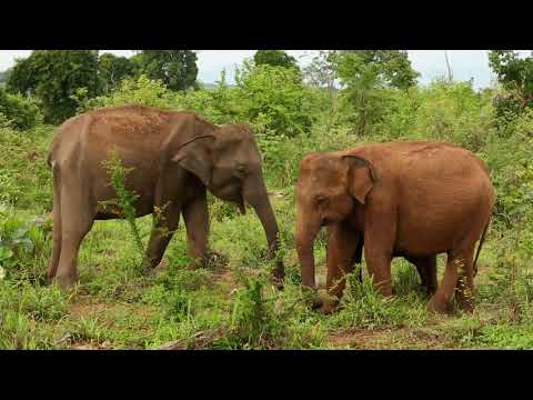Beautiful Relaxing Music calm sleep Save elephants