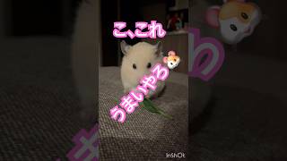 モグモグタイムちるちる　#キンクマ #ハムスター #眠る #follow #かわいい #可愛い #ペット #pets
