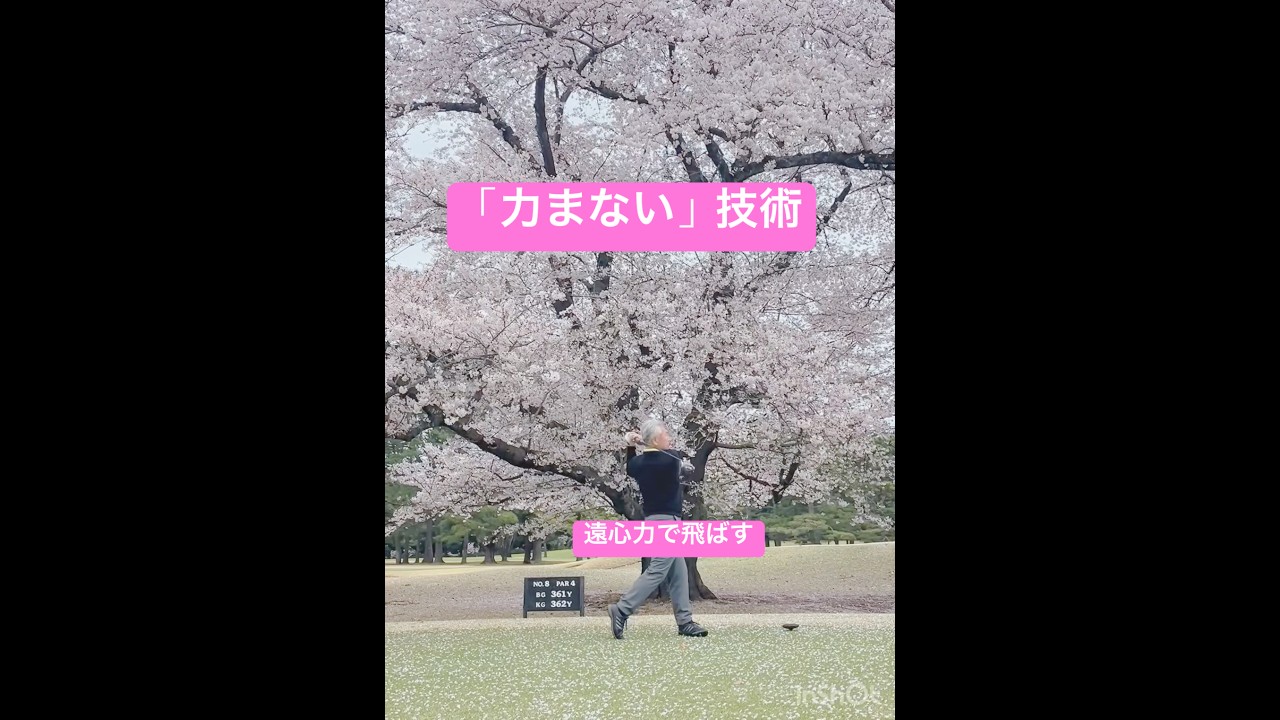 「力まない」が最強。遠心力を味方にするドライバーショット！#ゴルフ #ゴルフスイング #ドライバーショット #桜 #遠心力 #脱力スイング #ゴルフ上達 #Shorts #TRUE1GOLF