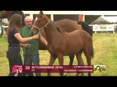 Show AQPS Ouest 2018 : Lot 36 - N(TOURNEMINE 2018)