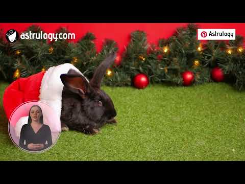 2023 Chinese Zodiac: The Year of the Rabbit