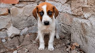 Rescue of a Scared Abandoned Puppy, left Heartbroken and Alone