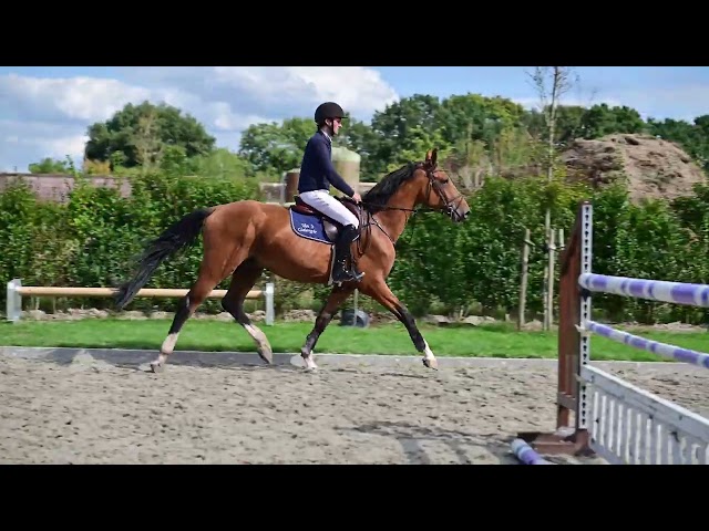 Under the saddle