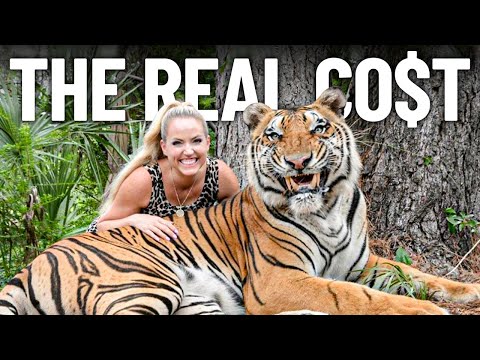 How Much Does it Cost to Get a Tiger?