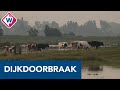 Dijkdoorbraak Reeuwijk: Vee uit weilanden gered - OMROEP WEST