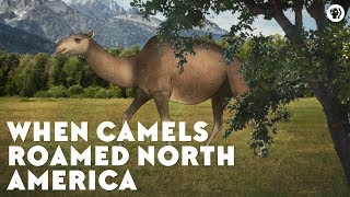 When Camels Roamed North America