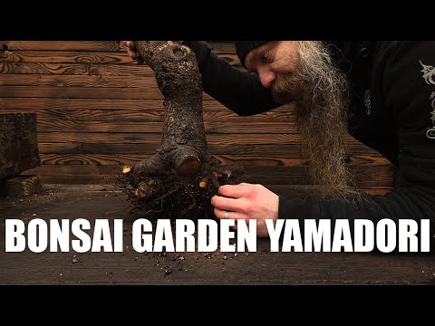 Apricot Bonsai spent 5 years in ground... Time to dig it up!
