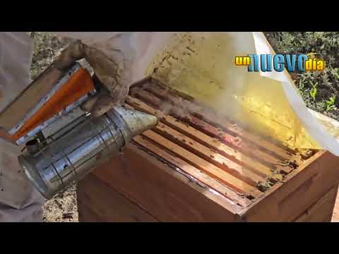 Visitamos un apiario en San Carlos - Salta #honey #salta #sancarlos #abejas #turismo #apicultura 