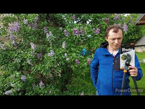 Azalia wielkokwiatowa opis, wymagania oraz test sekatora regulowanego Bradas