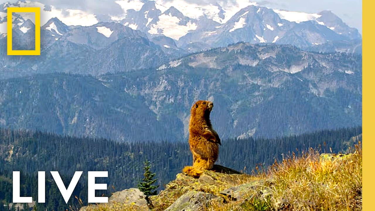🔴 LIVE: Celebrate 250 Years of America! | National Parks USA LIVESTREAM
