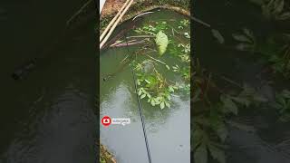 Download lagu Mancing ikan !!Saat Hujan #shorts mp3