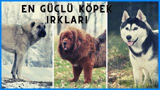 Dünyanın En Güçlü 5 Köpek Cinsi - Köpek özellikleri