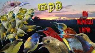 Download lagu Ratusan Burcil Terlena mp3 Burung Kecil Paling Jitu mp3