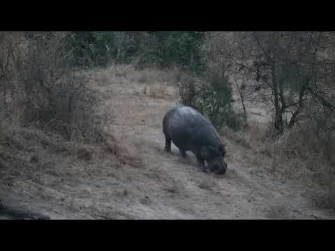 Djuma: Hippo arriving at the dam - 05:52 - 08/26/21