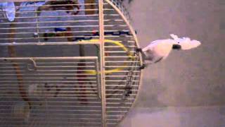 Umbrella Cockatoo doing Energizer