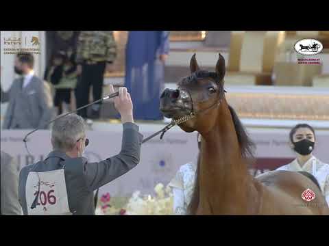 N 106 ADWAA AL ARAB   Katara International Arabian Horse Festival   Fillies 3 Years Old Class 3B
