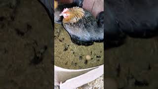 Sonali egg laying bird. katni m.p 9300111165 #sonali #desi #short