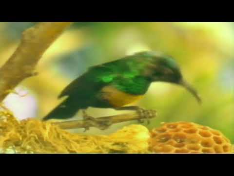 Timotei Shampoo - Bring Out The Natural Beauty of Your Hair.