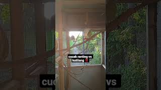 Download lagu cucak ranting vs kutilang ‼️ #birds #cucakranting #kutilang #shorts mp3 Download lagu cucak ranting vs kutilang ‼️ #birds #cucakranting #kutilang #shorts mp3
