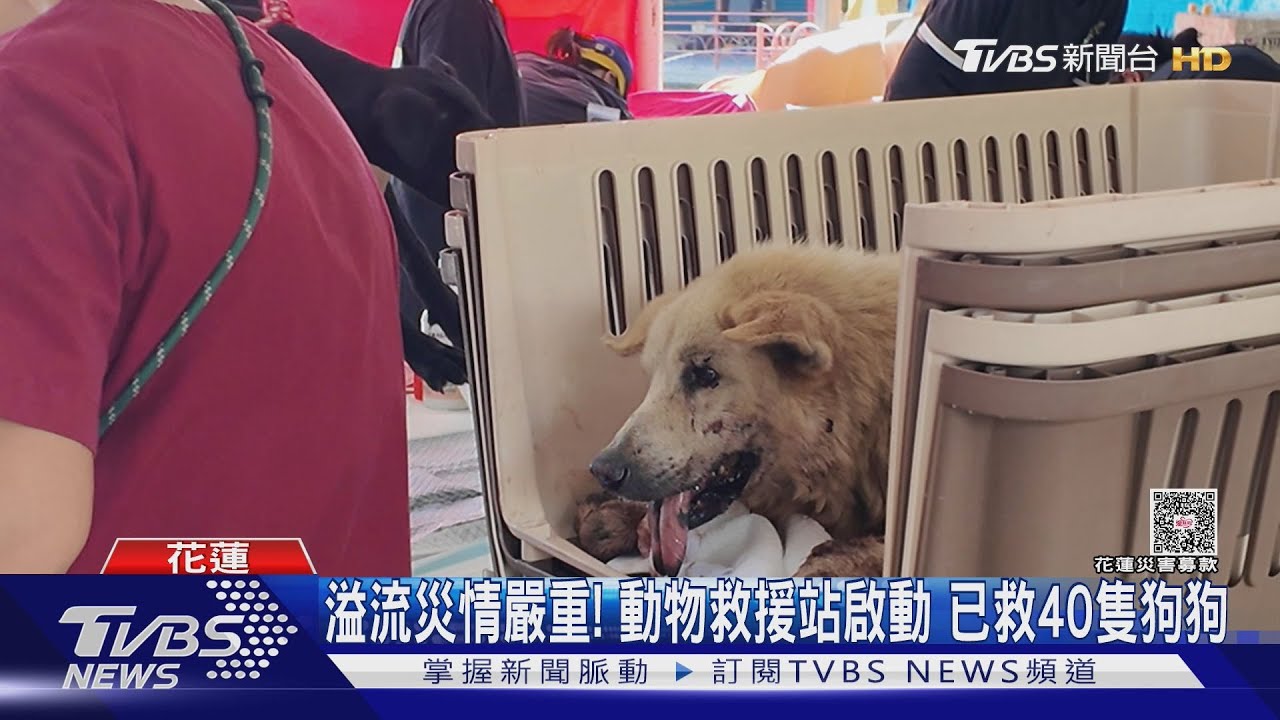 花蓮溪堰塞湖釀災 動物救援站累計服務30隻毛孩「物資足夠」