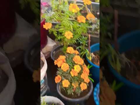 beautiful #flowers 🌸🌺🌻🌹🌷🌼💐#video #follow me