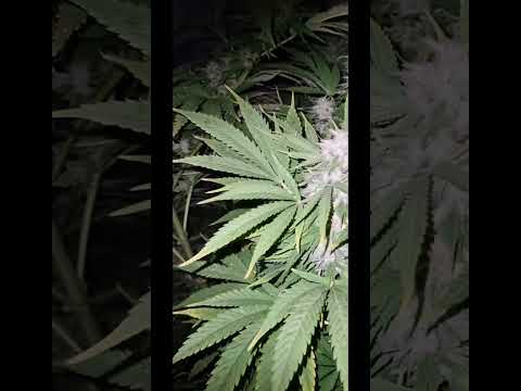 uk outdoor guerilla 11th croptober 2023 ✂️ ✂️ ✂️