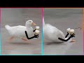 Birds with Arms being the Funniest Thing Ever | @LeopARTnik