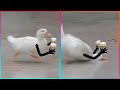 Birds With Arms Being The Funniest Thing Ever LeopARTnik