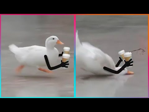 Birds with Arms being the Funniest Thing Ever | 