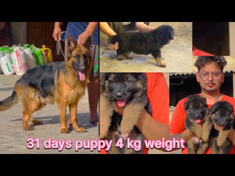 change jarman shefad de bache len lyi call kro  jagmeet : 7696722001 / pph vlog :9888443835